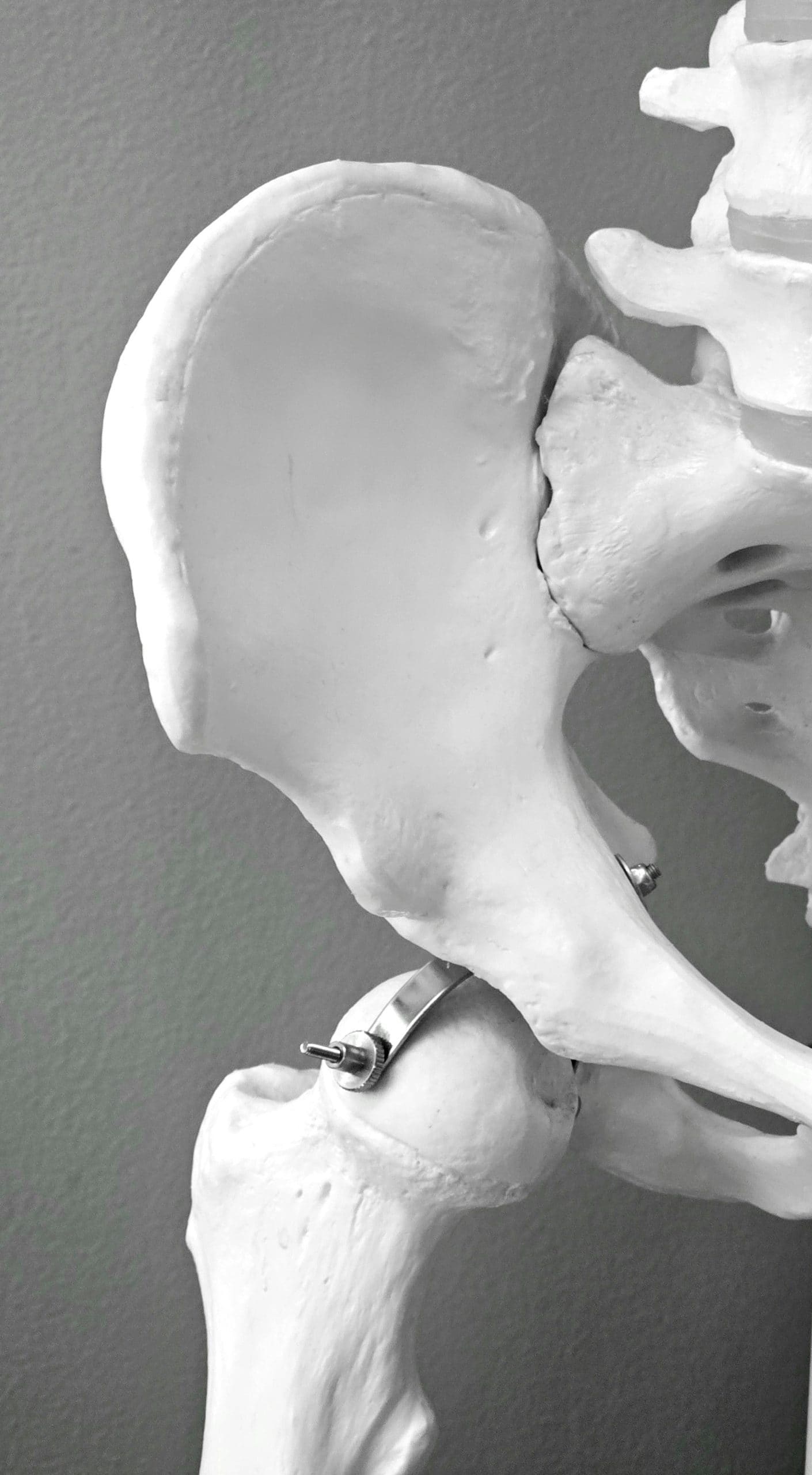 Anatomical model of human hip bone