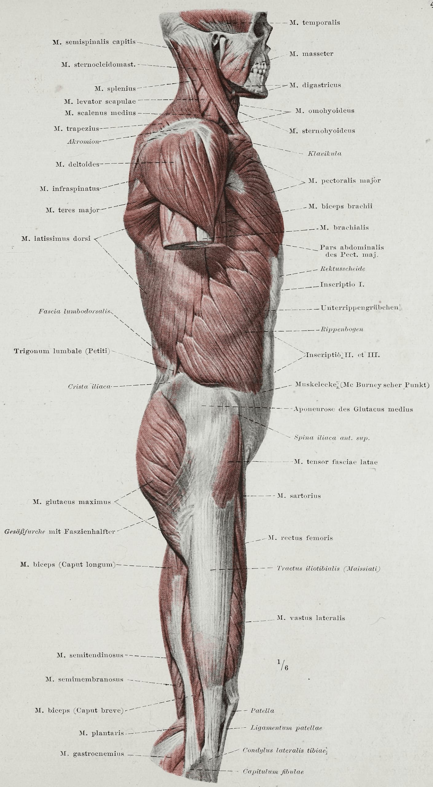 Anatomy of the iliotibial tract on the outside of the thigh and knee