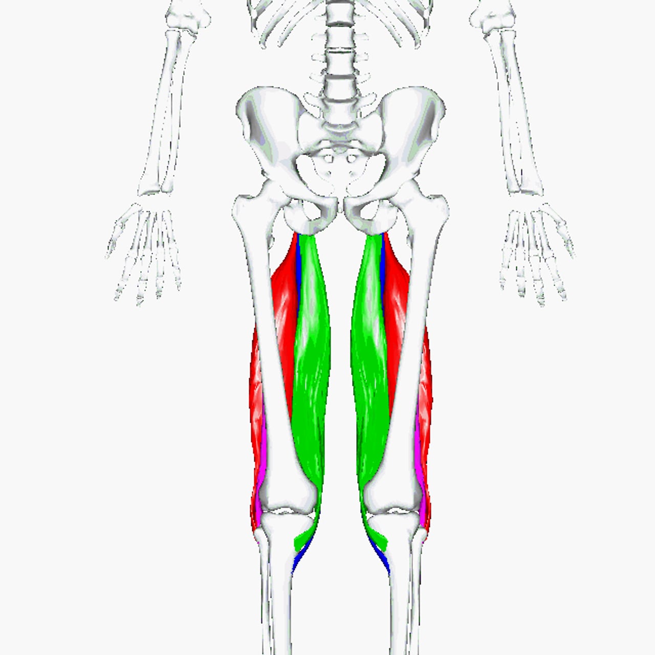 Anatomical render of the hamstring muscle group on the back of both thighs, shown against the pelvis and leg bones