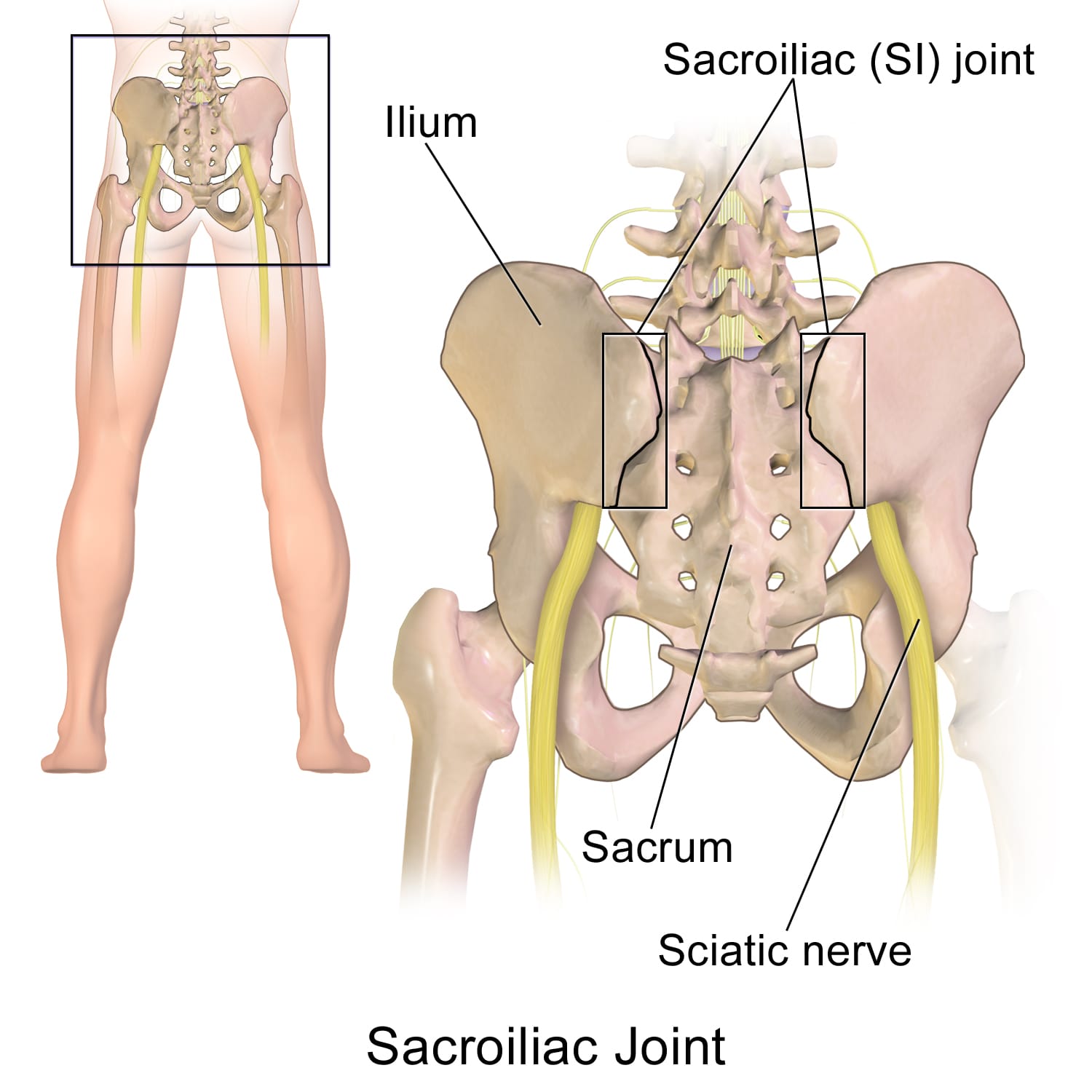 Illustration of the pelvis from behind showing the sacroiliac joints between the sacrum and ilium