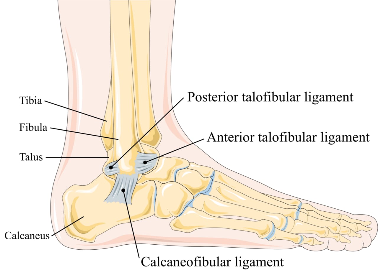 Anatomical illustration of the outside of the ankle showing the anterior talofibular, calcaneofibular and posterior talofibular ligaments