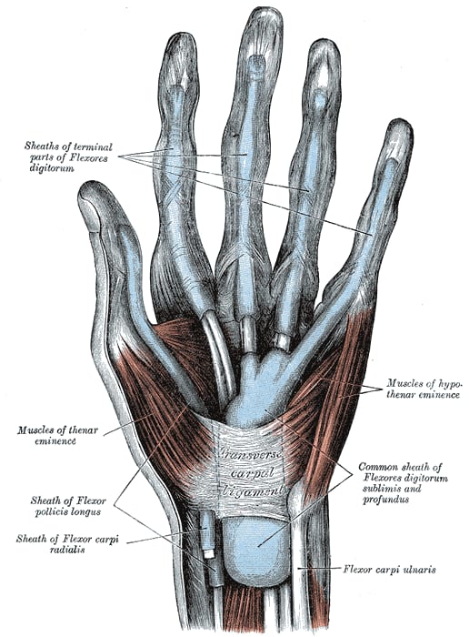 Gray's Anatomy illustration of the palm showing the transverse carpal ligament over the flexor tendons at the wrist