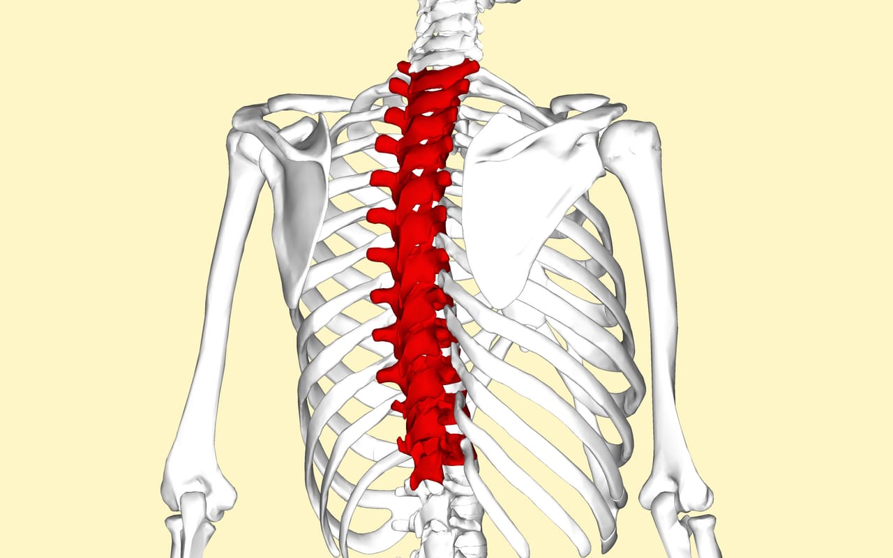 Rear view of a skeleton with the twelve thoracic vertebrae of the upper and middle back highlighted in red